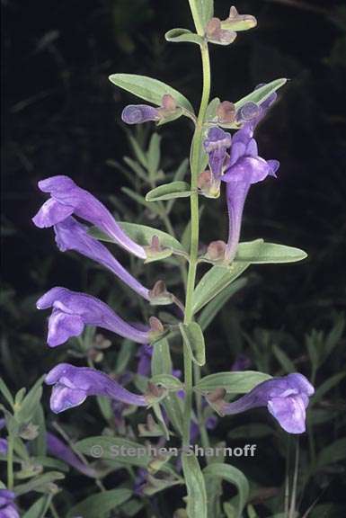 scutellaria siphocampyloides 6 graphic